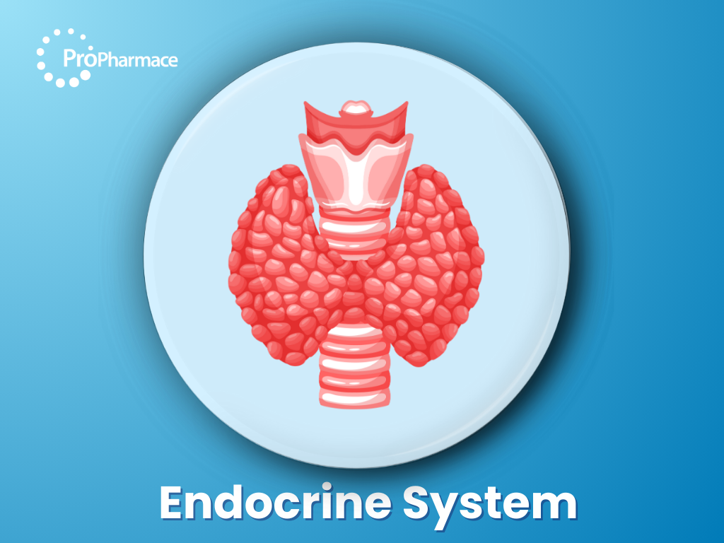 Endocrine System